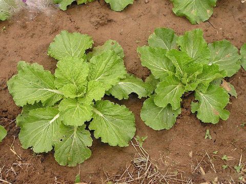 Brassica Napobrassica Extract  